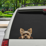 Can You See Me Now  Yorkshire Terrier  Sticker V1